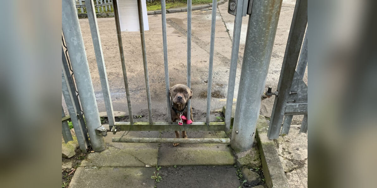 Sweet Dog Tied To Shelter Gate Was Waiting For Someone To Notice Her