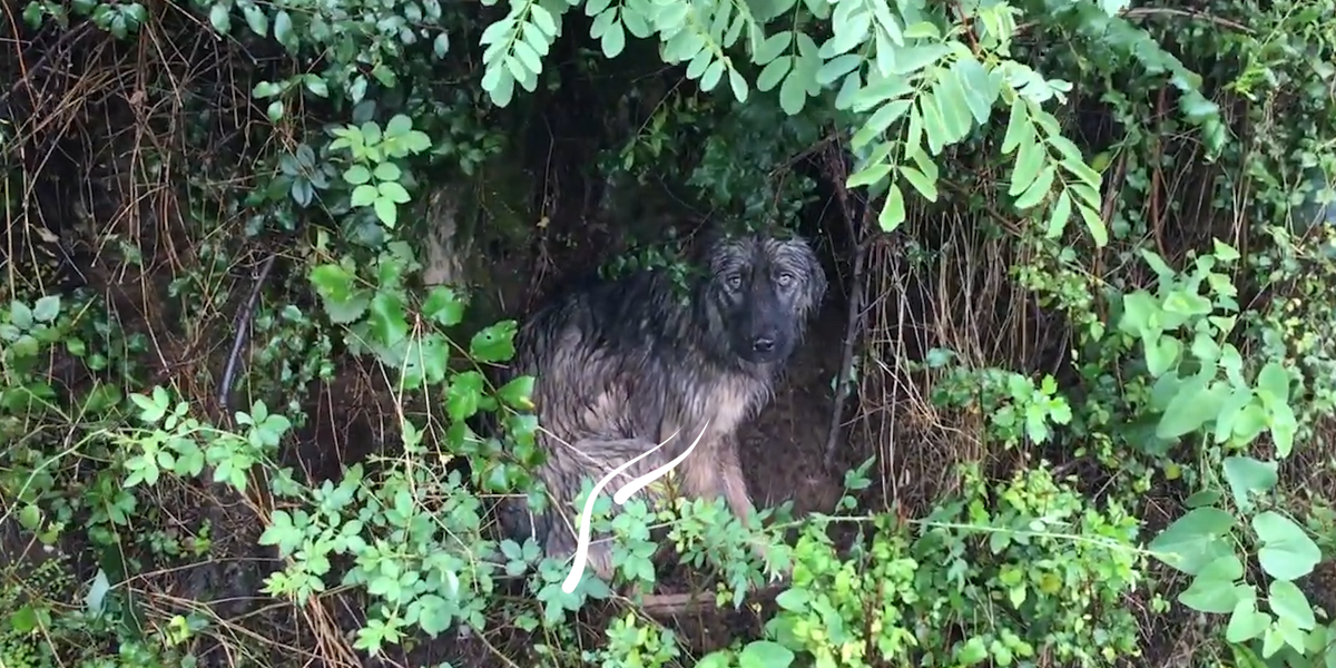 Dog Abandoned On The Side Of The Road Gets A Family Who Deserves Her ...