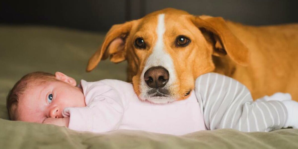 Dog Helps Take Care Of His Baby Sister - Videos - The Dodo