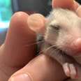 Rescued Baby Opossums Are The Cutest, Messiest Eaters