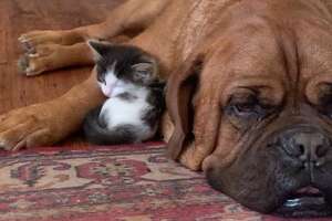 135-Pound Dog Becomes Obsessed With A Tiny Kitten
