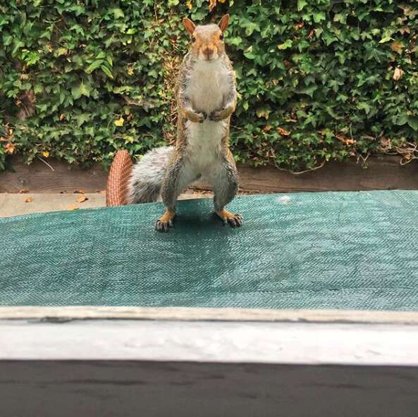 Stymie the squirrel asks to be let in