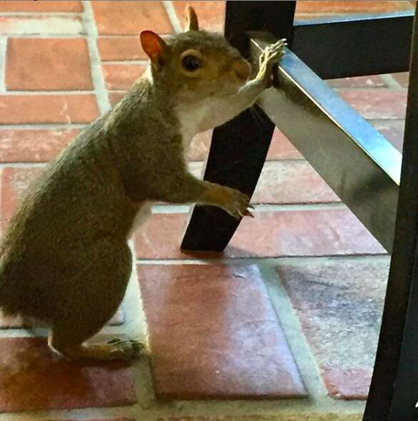 Squirrel visits woman everyday