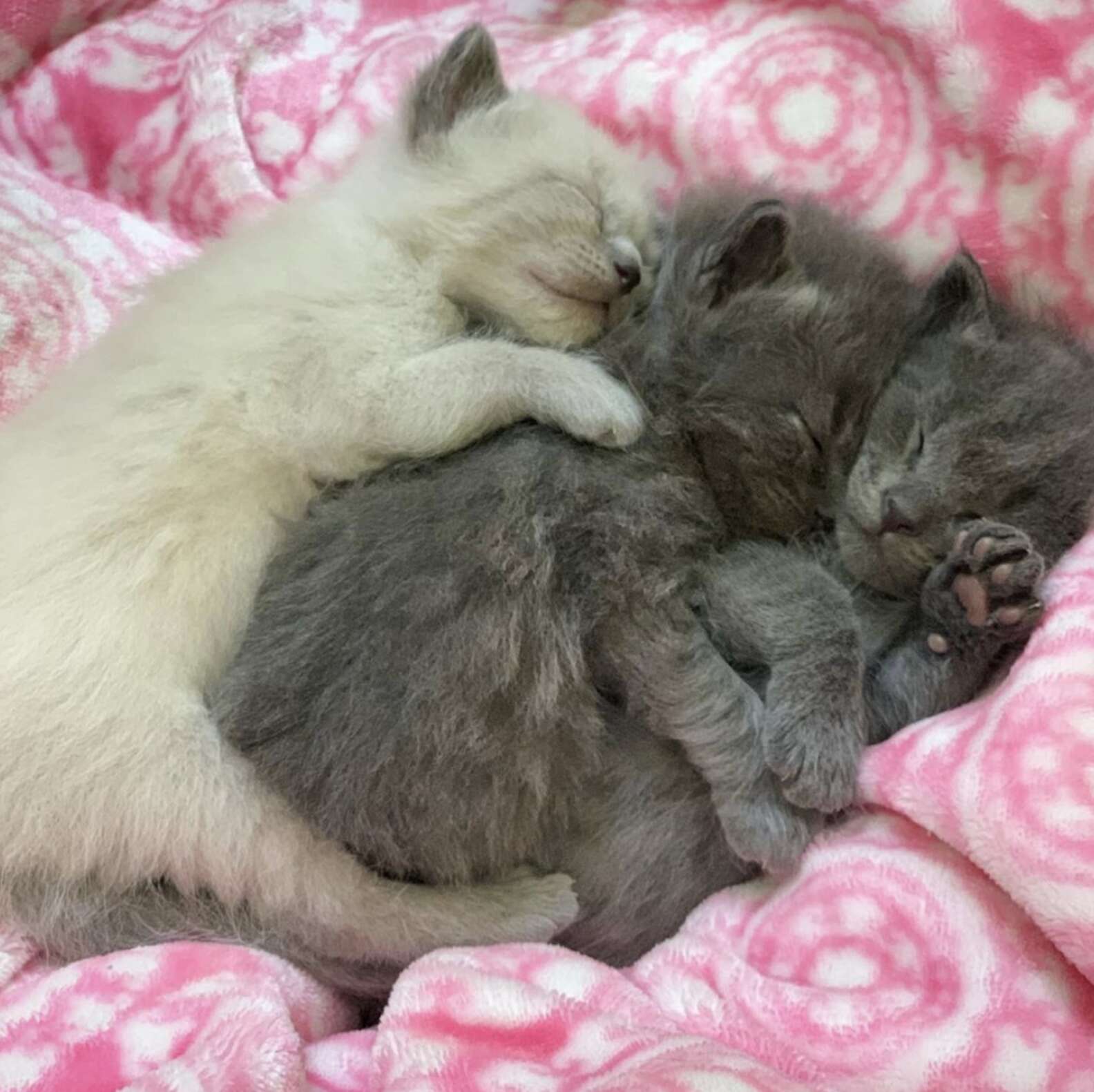 Новорожденные котята обычных