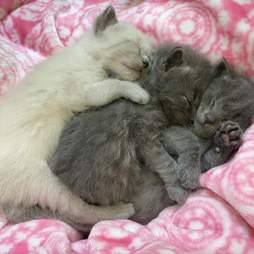 Foster Kitten Learns To Groom Himself The Dodo Foster Kitten Learns To Groom Himself The Dodo
