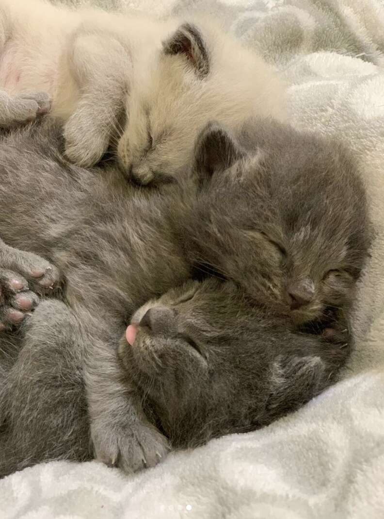 foster kittens