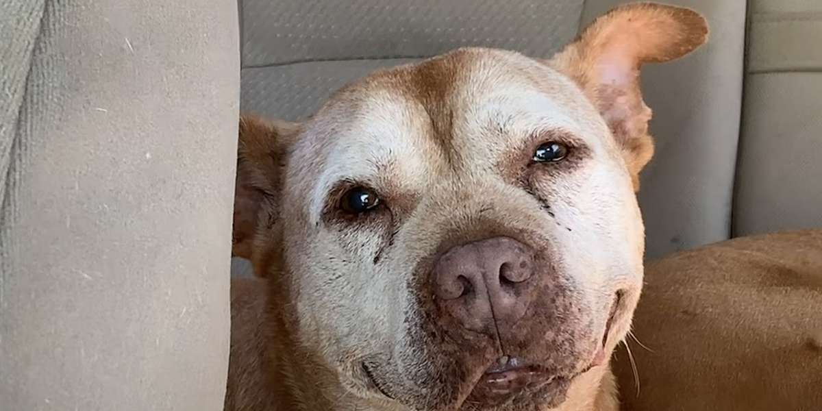 18YearOld Pit Bull Has The Sweetest Smile Videos The Dodo
