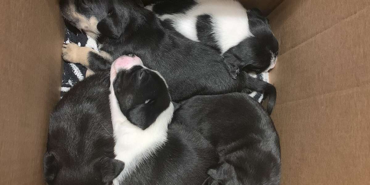 Abandoned Puppies Found In A Box At Night - Videos - The Dodo