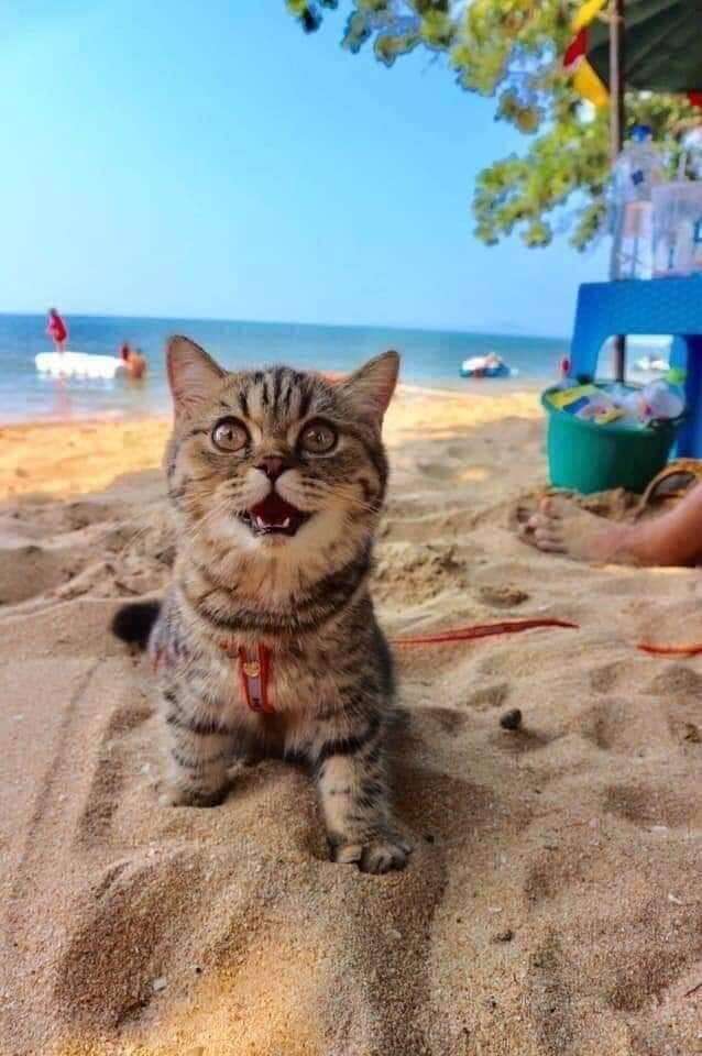 cat goes to the beach