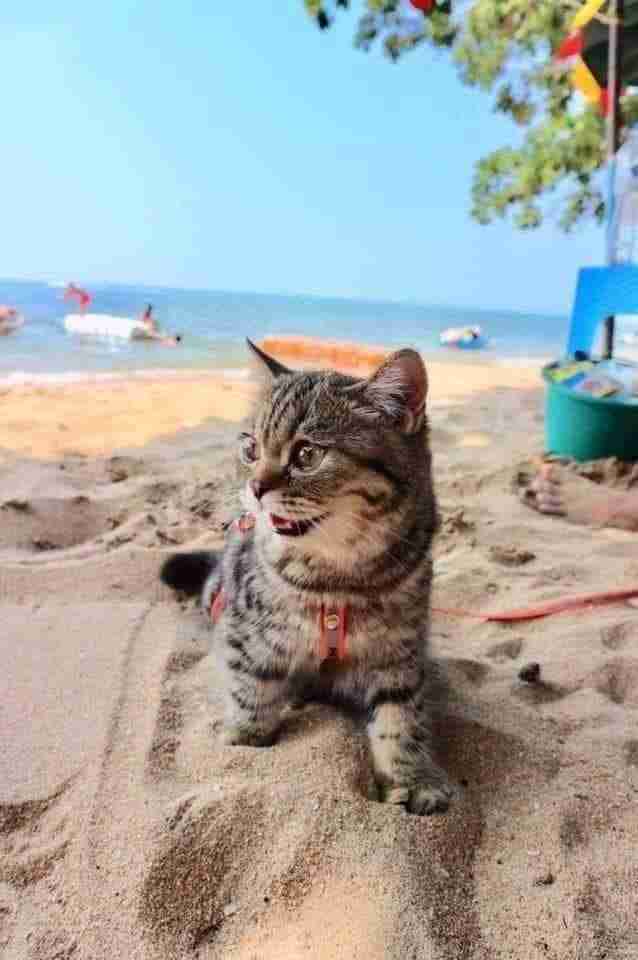 cat goes to the beach