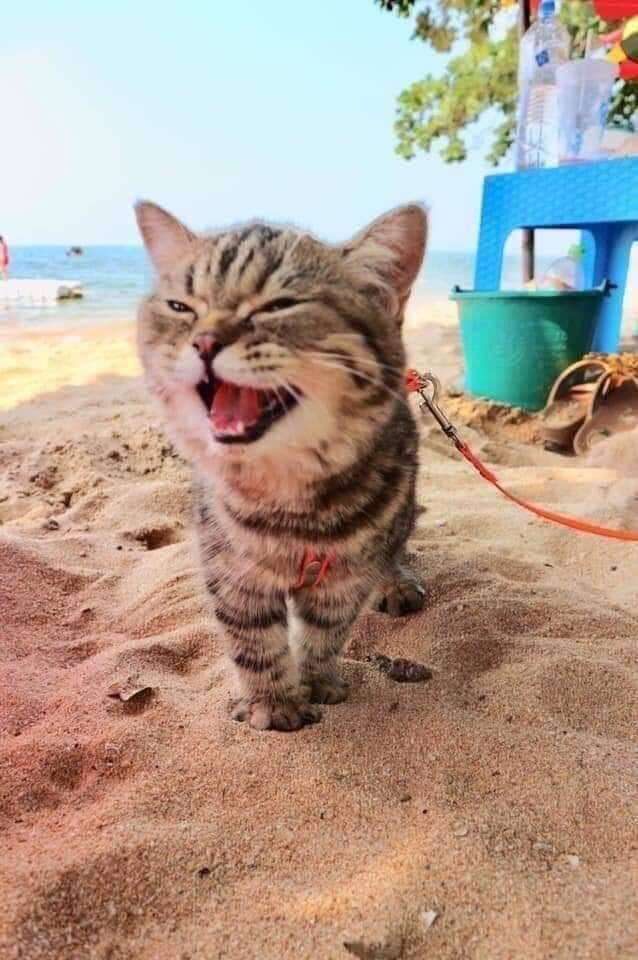 cat goes to the beach