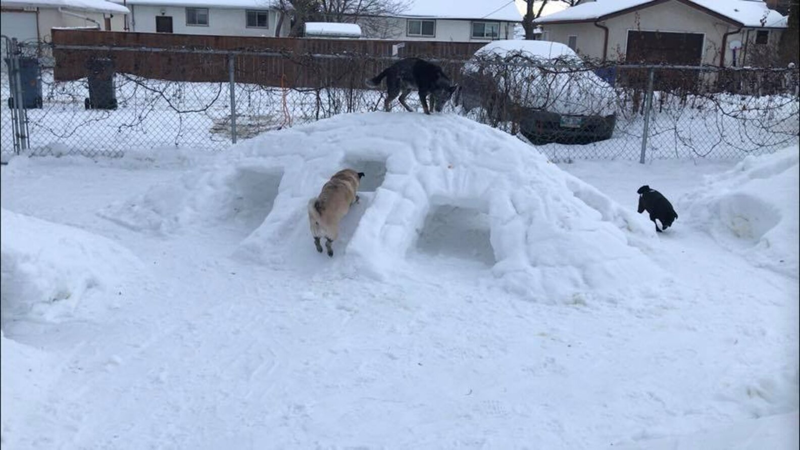 Canadian Man Builds Snow Tunnels For Dogs In His Yard The Dodo
