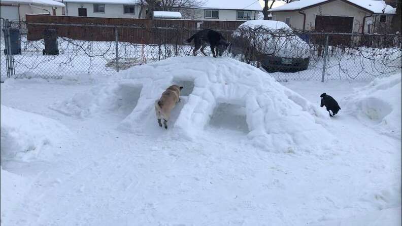 Dogs explore snow tunnels in Canada