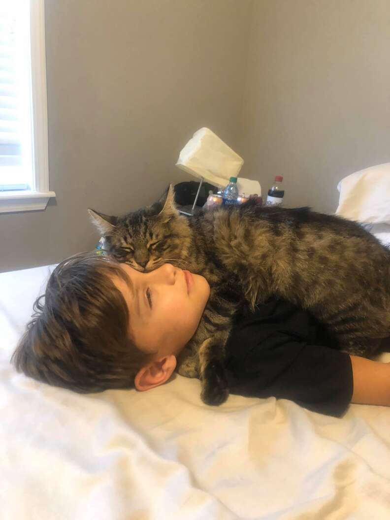 cat hugs boy