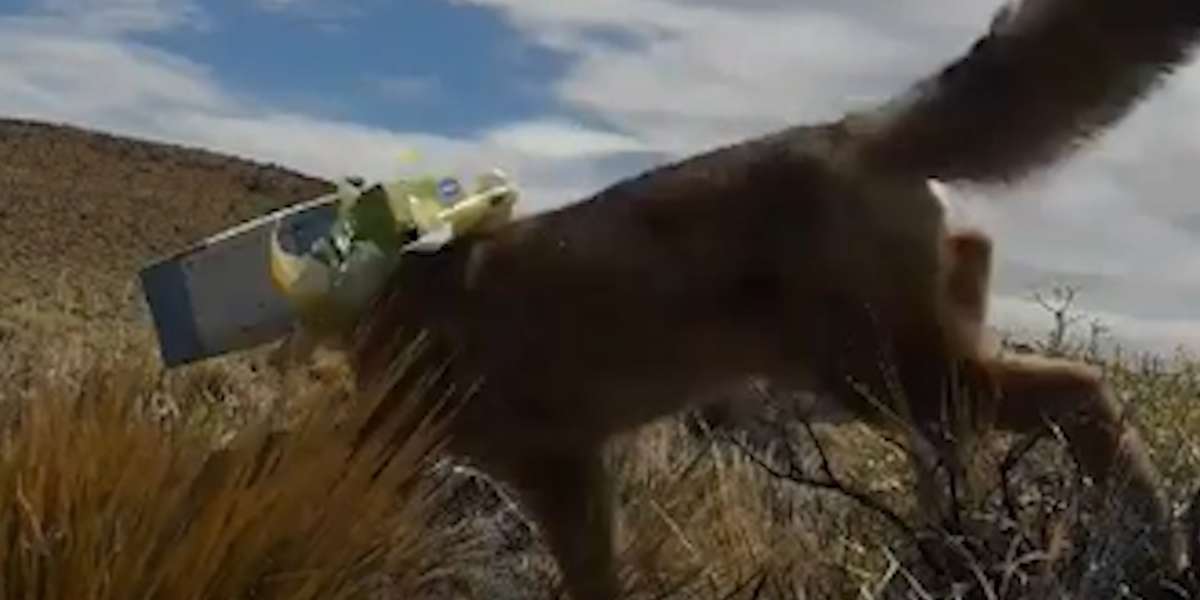 Fox With Head Stuck In Box Gets Help Just In Time - Videos - The Dodo