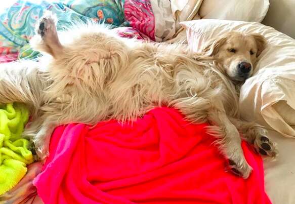 Stella the golden retriever sleeps on a bed