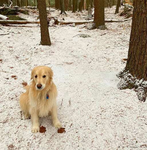 Stella the golden retriever gets dirty on a hike in the snow