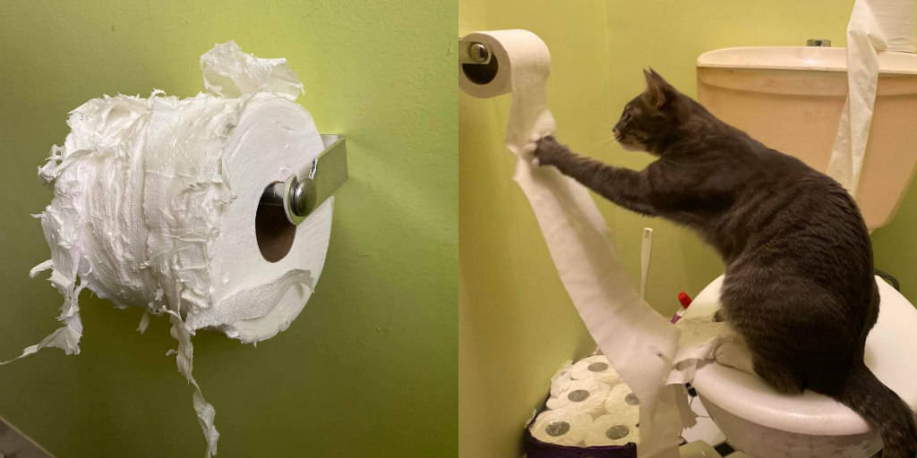 Cat Destroys Toilet Paper Stash - The Dodo