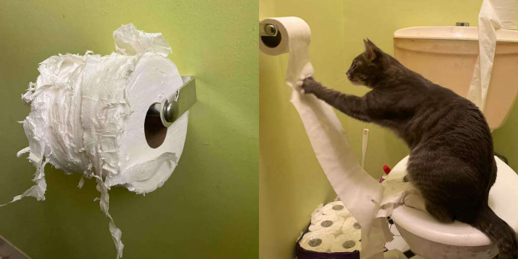 Cat Destroys Toilet Paper Stash The Dodo