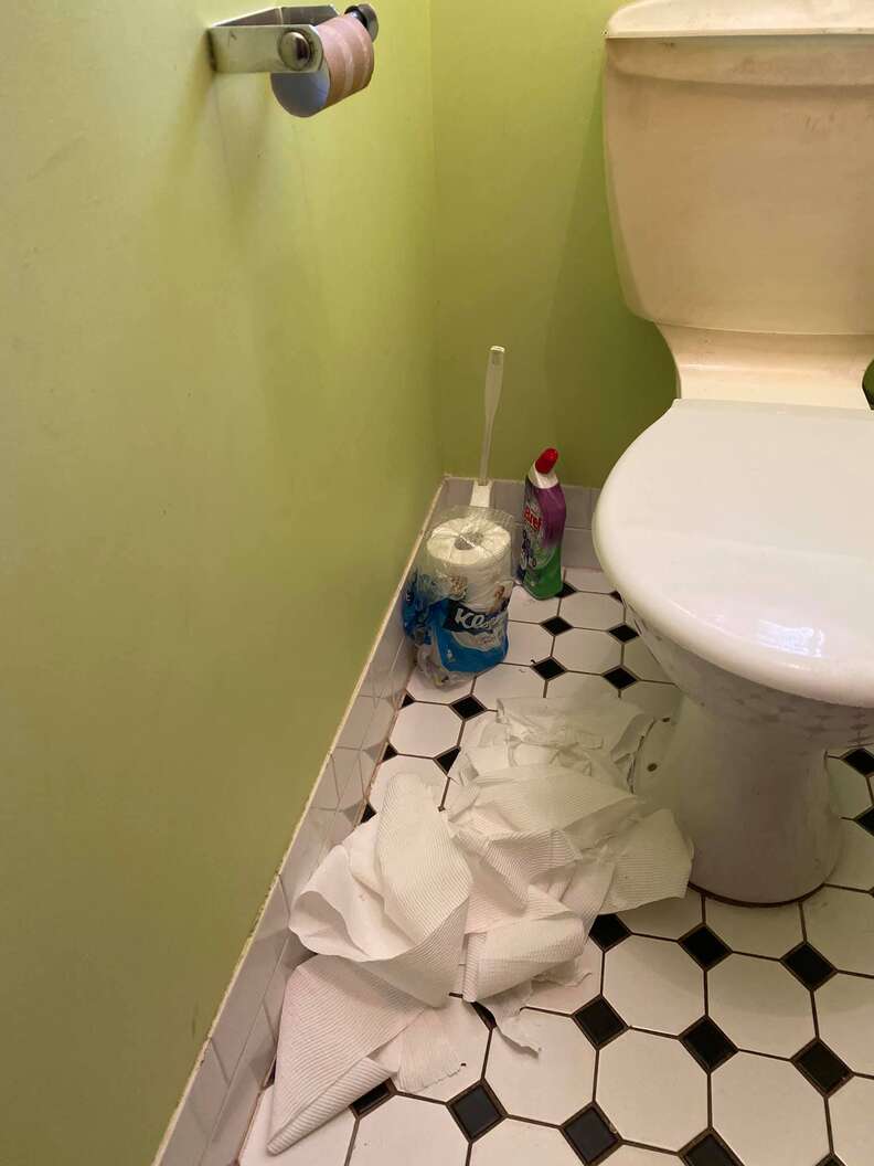 cat destroys toilet paper