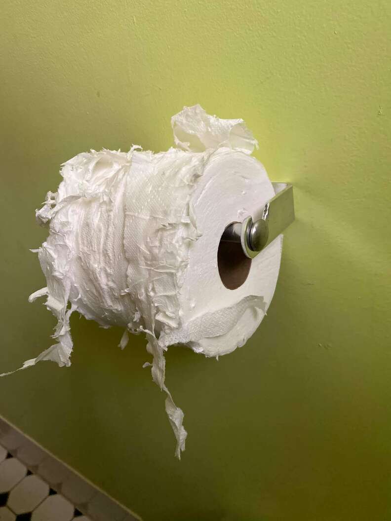 cat destroys toilet paper