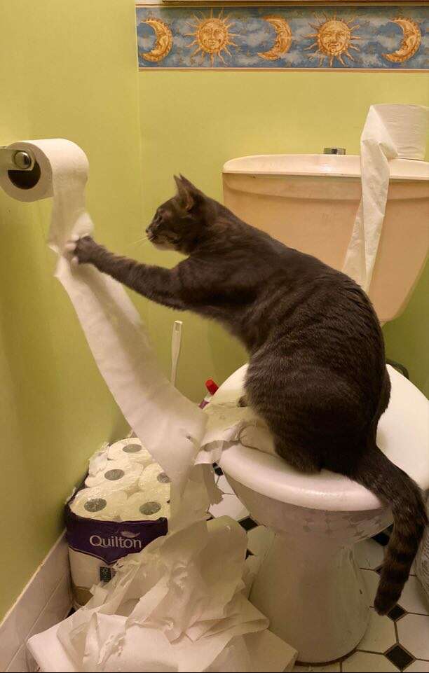 cat destroys toilet paper