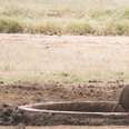 Baby Elephant Reunites With Mom After Getting Stuck In Hole