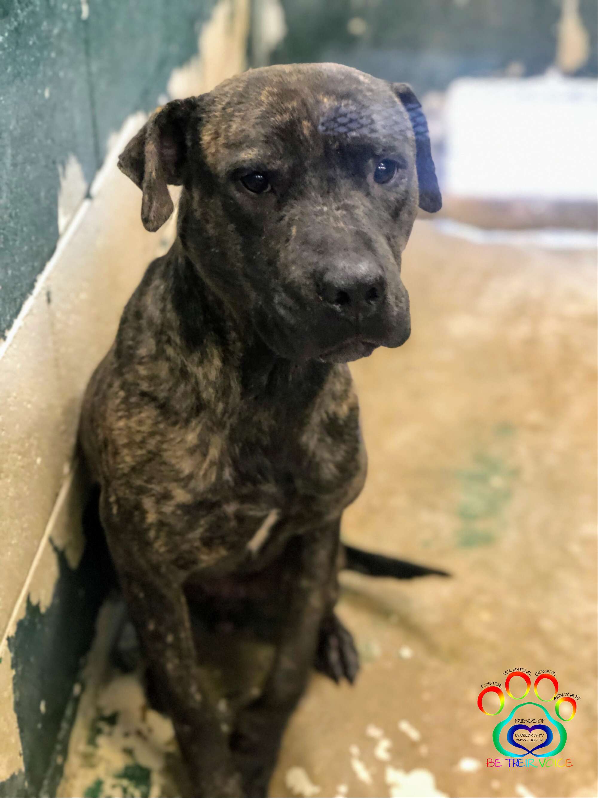 Ezra the brindle pittie waits to be adopted