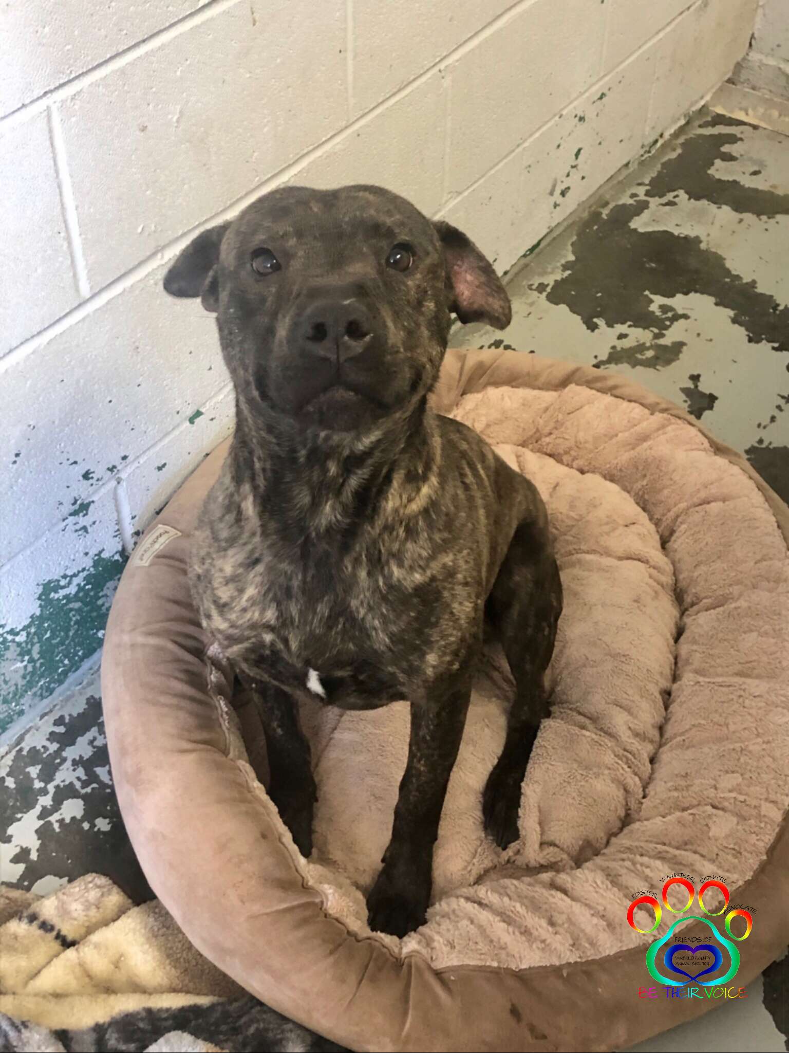 Shelter dog gets his first bed