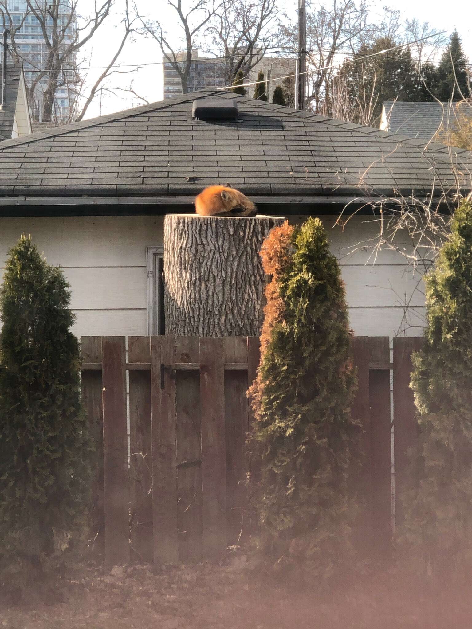 Adorable Little Fox Caught Napping On A Tree Stump - The Dodo