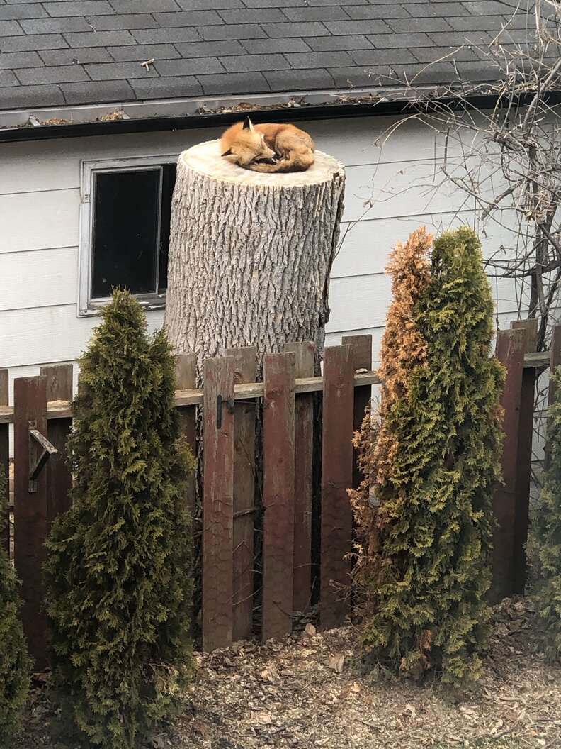 Fox On A Tree Stump Stock Photo. Image Of Tree, Animal - 141453334