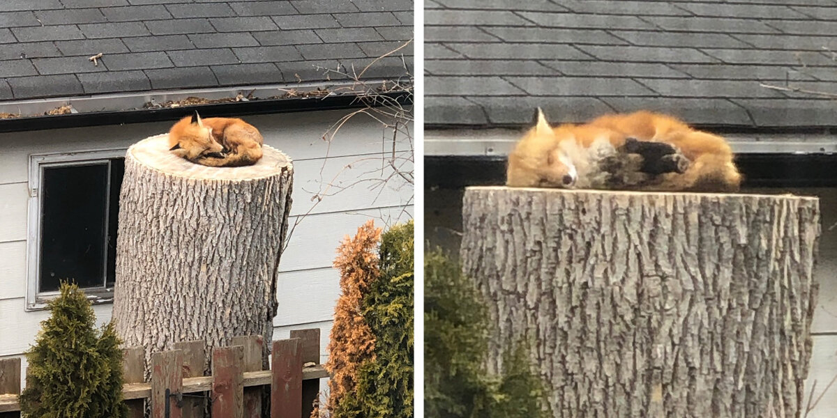 Adorable Little Fox Caught Napping On A Tree Stump
