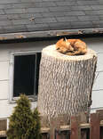 Adorable Little Fox Caught Napping On A Tree Stump