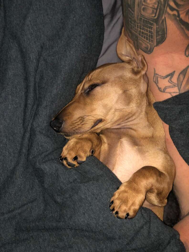 dog loves bed