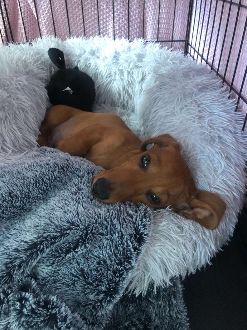 dog loves bed