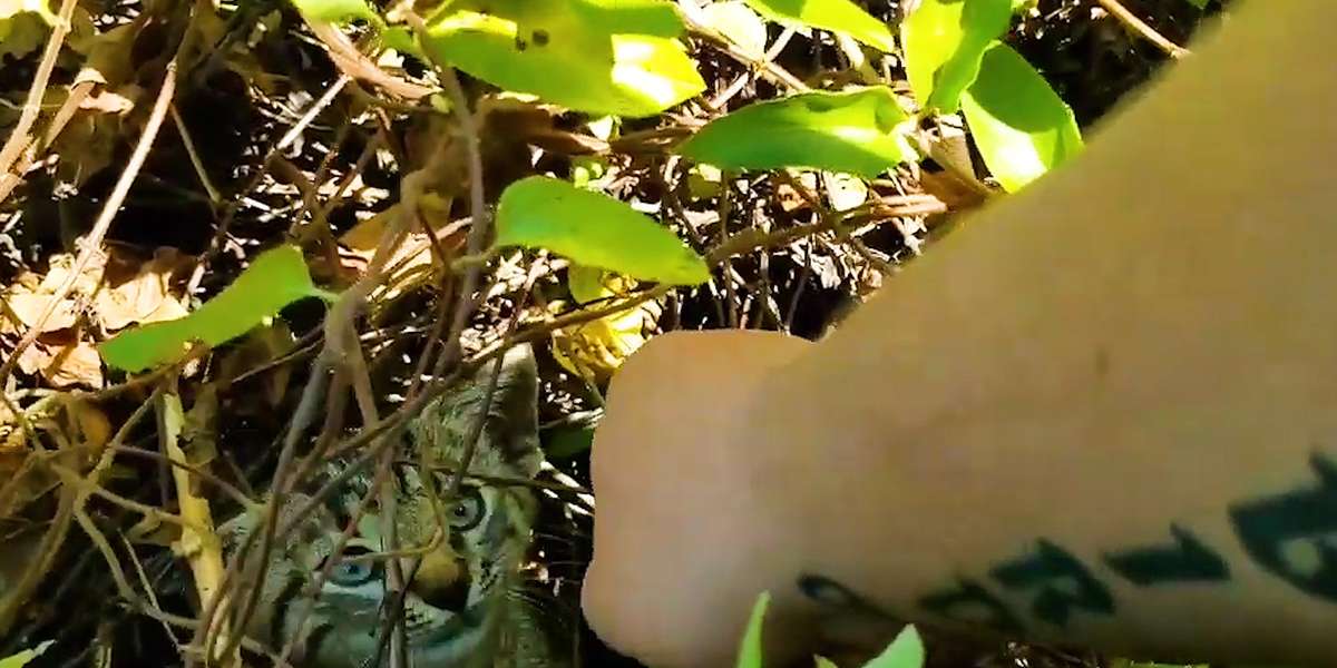 Baby Kitten Keeps Crying For Someone To Find Him - Videos - The Dodo