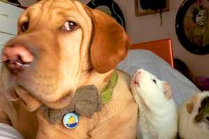 Dog Can't Stop Smiling When He's With His Guinea Pigs