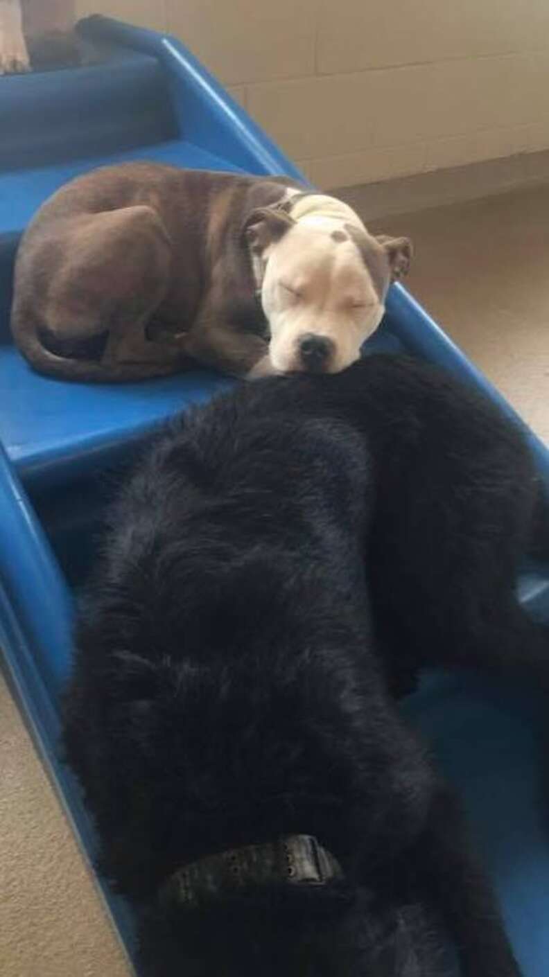 Dog Is Absolutely Not Impressed With Anyone At Doggy Day Care - The Dodo