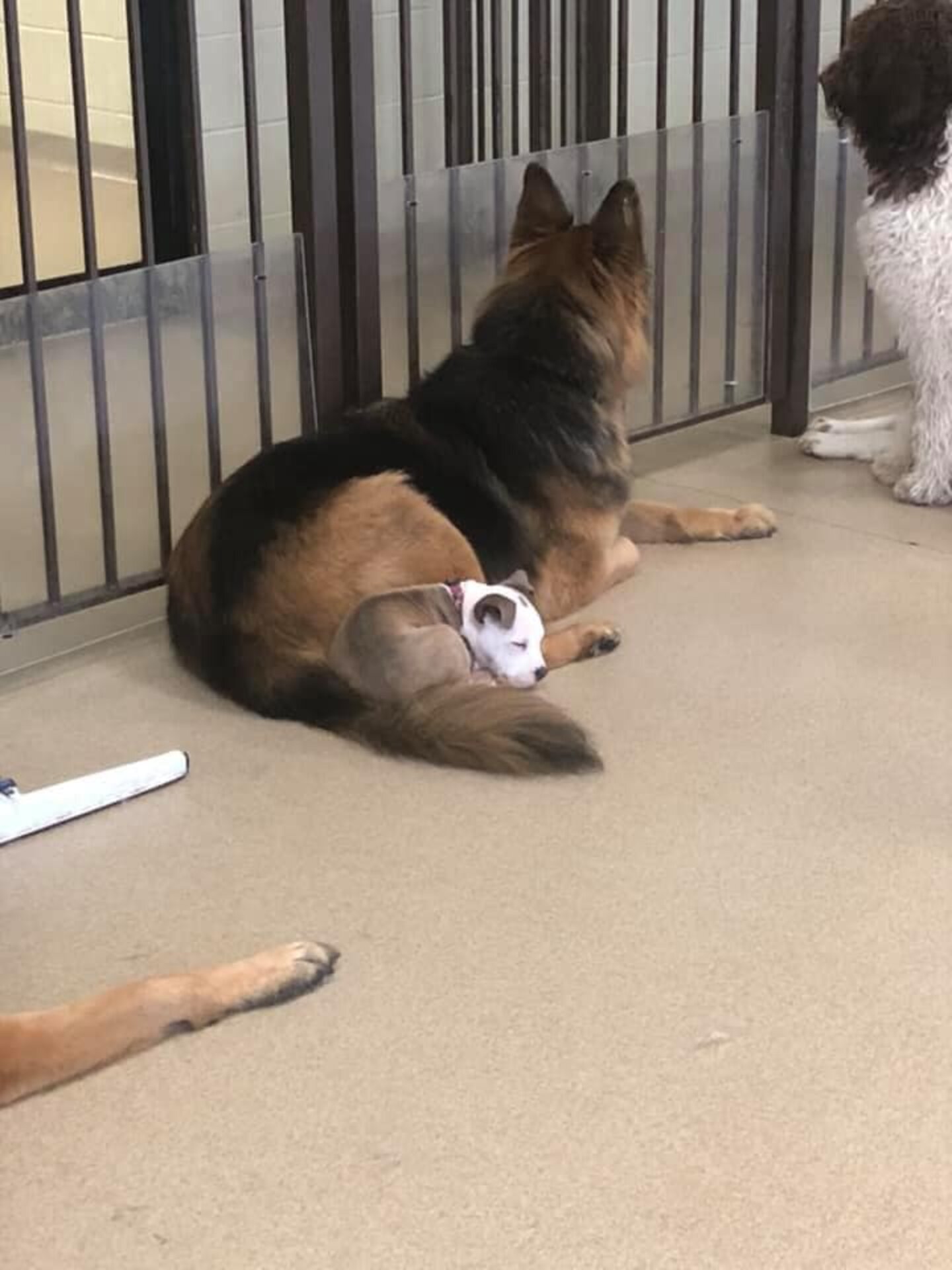 Dog Naps On Fluffiest Dogs At Day Care The Dodo
