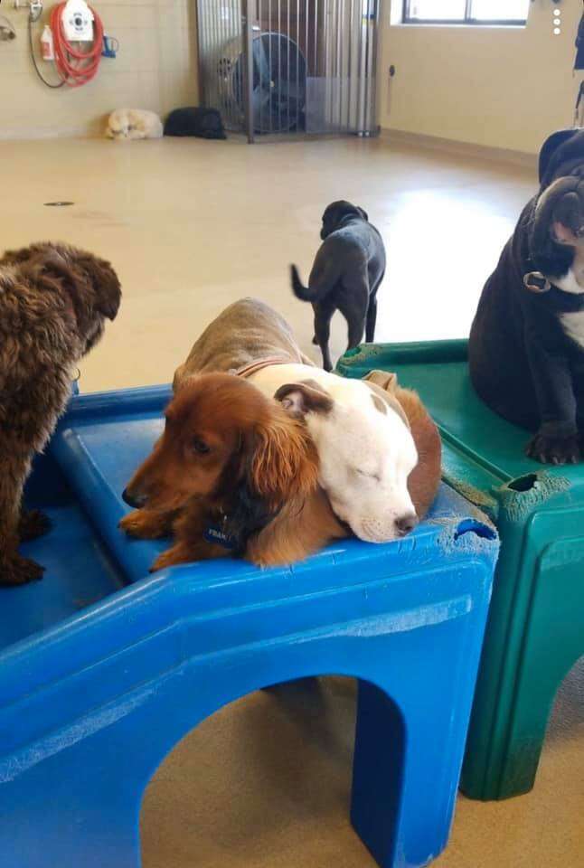 doggy day care