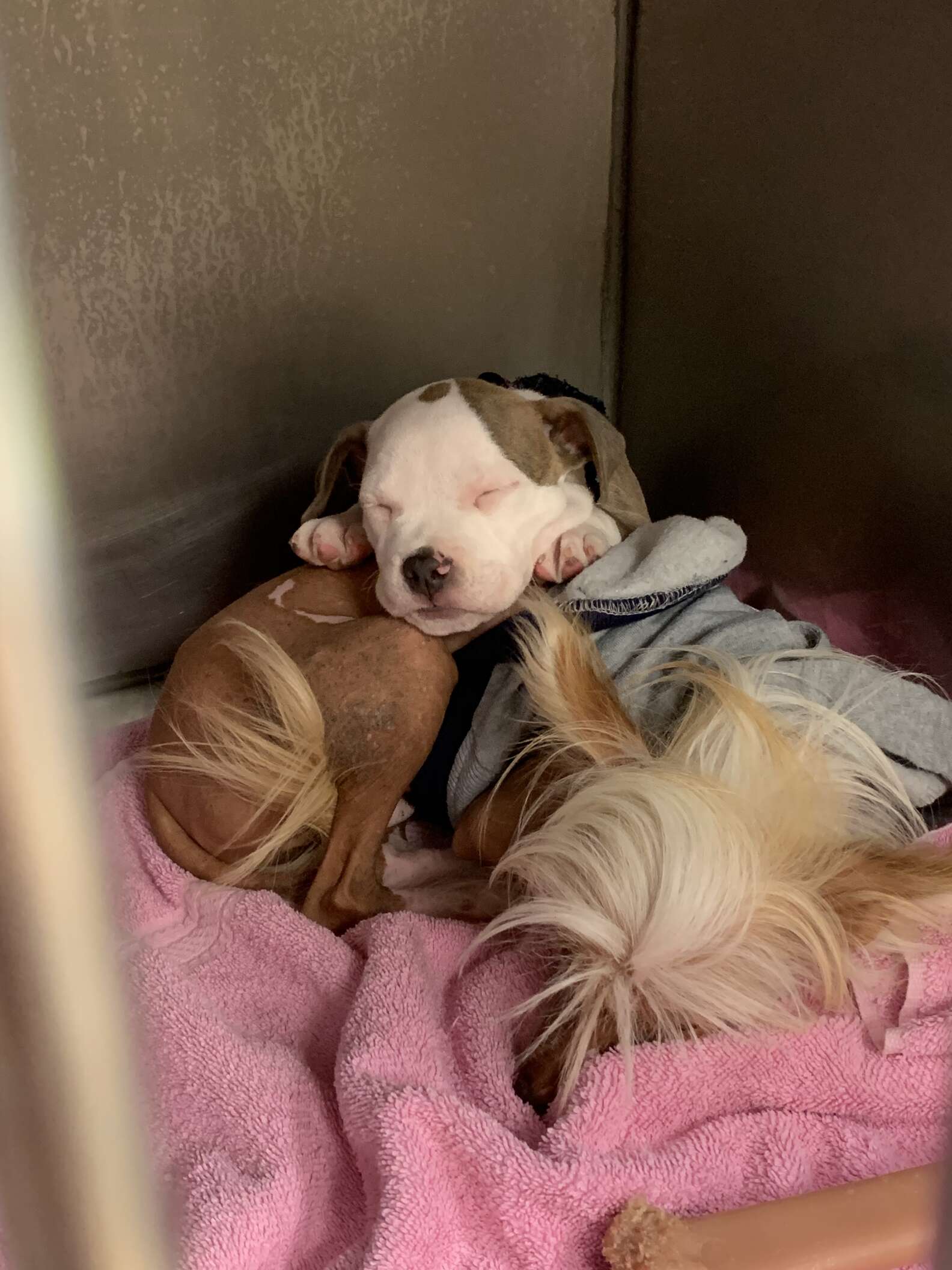 Dog Naps On Fluffiest Dogs At Day Care The Dodo