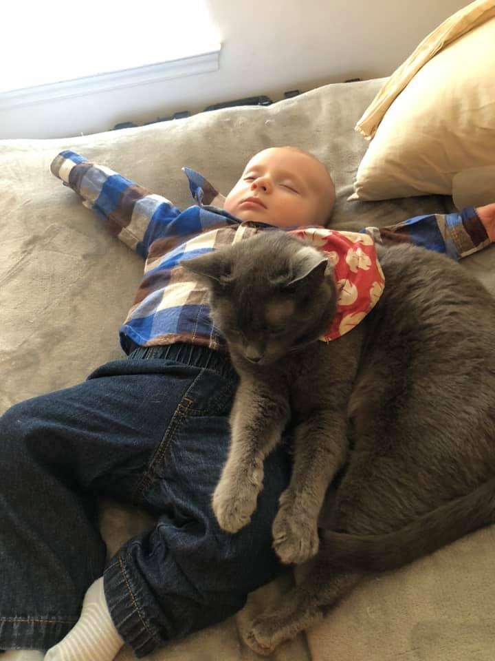 cat and baby