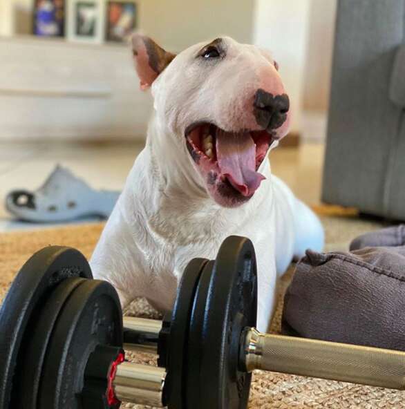 Sparky the dog helps his dad workout during quarantine