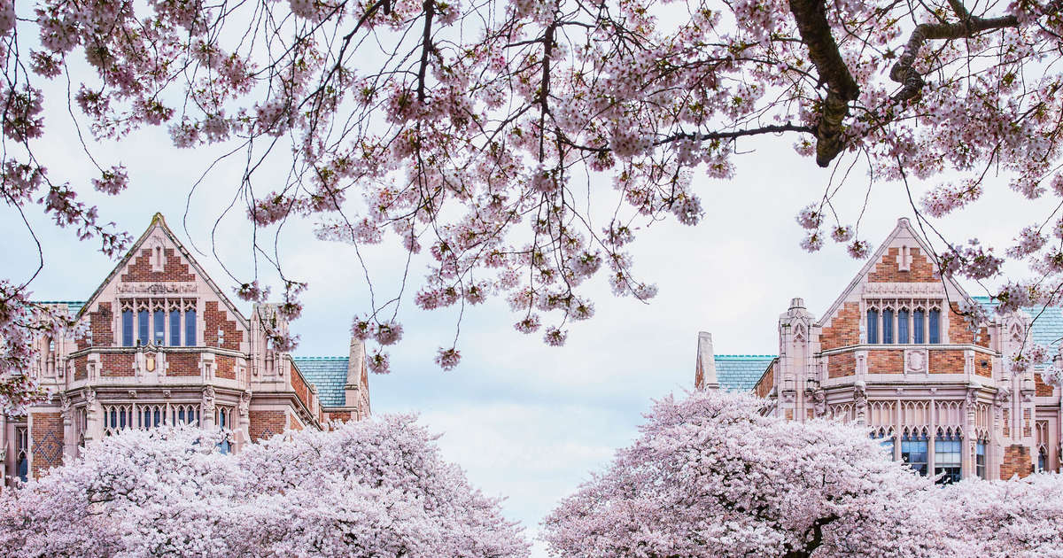 How To See The Cherry Blossoms Virtual Tours Live Streams More