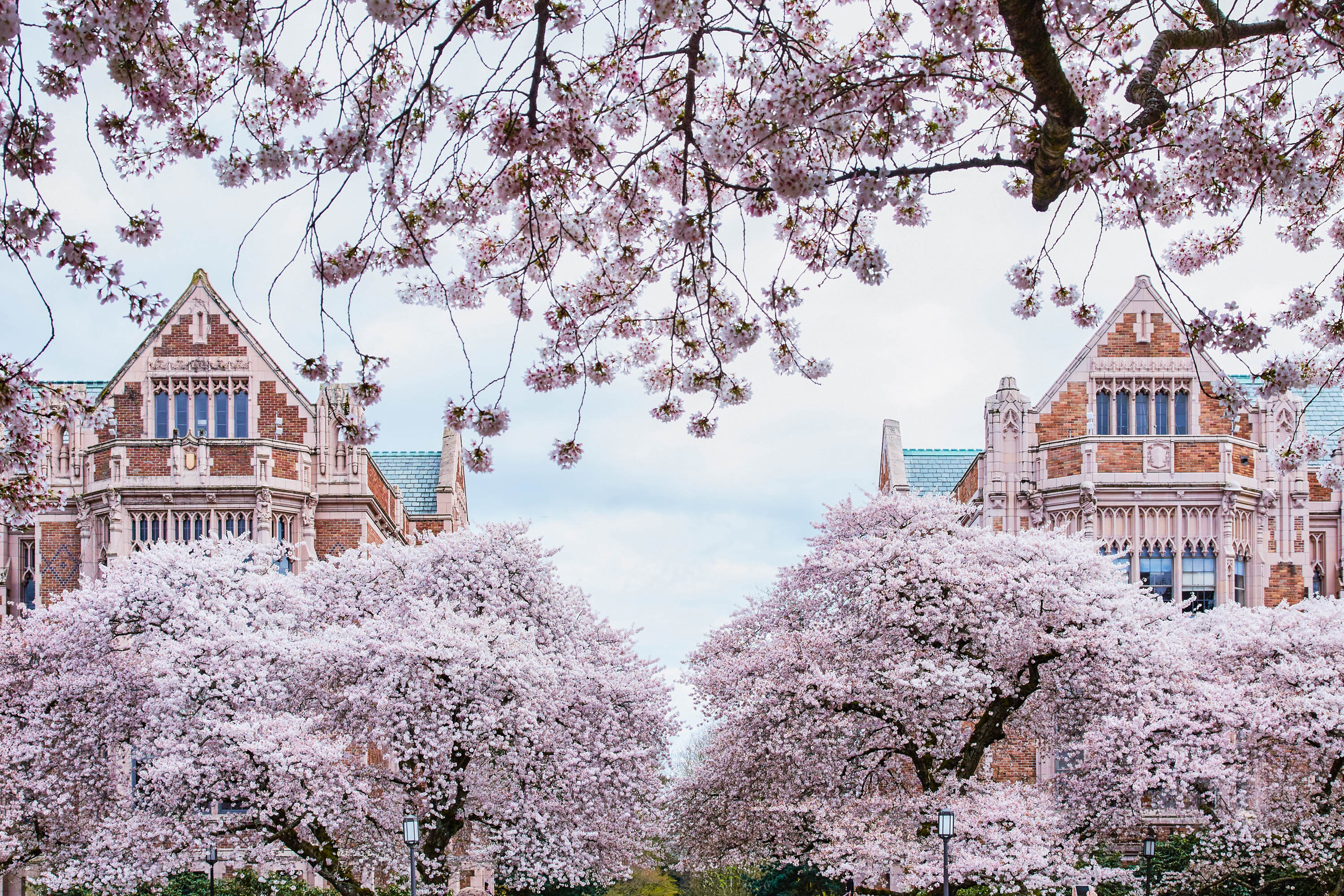 How To See The Cherry Blossoms Virtual Tours Live Streams More Thrillist