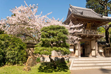 How To See The Cherry Blossoms Virtual Tours Live Streams More