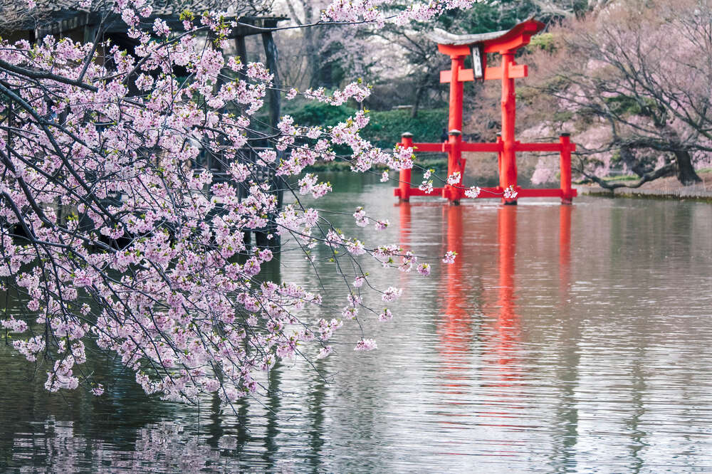 Best Places to See Cherry Blossoms in the US - Thrillist