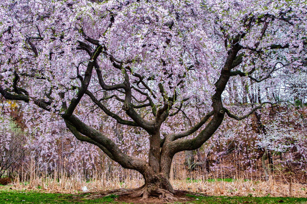 Here's Where You Can See Cherry Blossoms In The U.S.