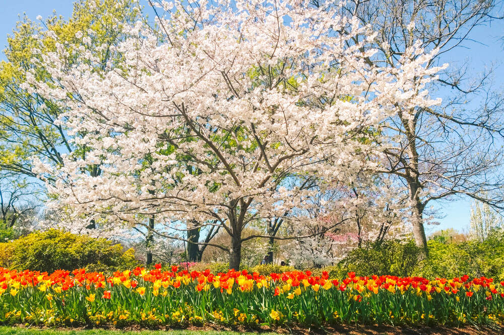 Best Places to See Cherry Blossoms in the US - Thrillist