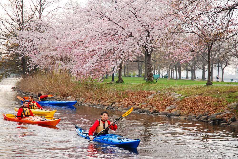 Best Places to See Cherry Blossoms in the US - Thrillist